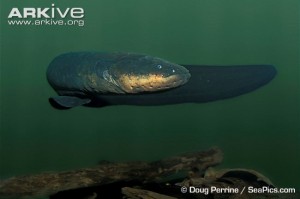 Electric-eel-in-habitat